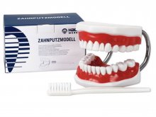 Fogmosási technika oktató modell - fogkefével