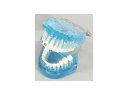 Oktató modell - M3003 - Orthodontic modell with metal and ceramic bracket