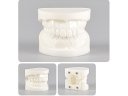 Oktató modell - M7004W - natural size - White